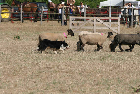 Game Fair 2013: Cinofilia con Sheepdog e Agility Dog